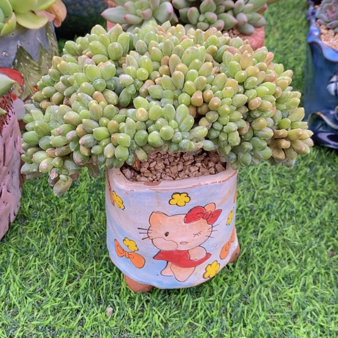 千代田小树缀 一物一拍