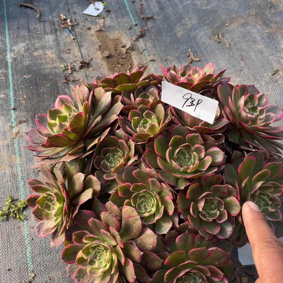 老五多肉939111111