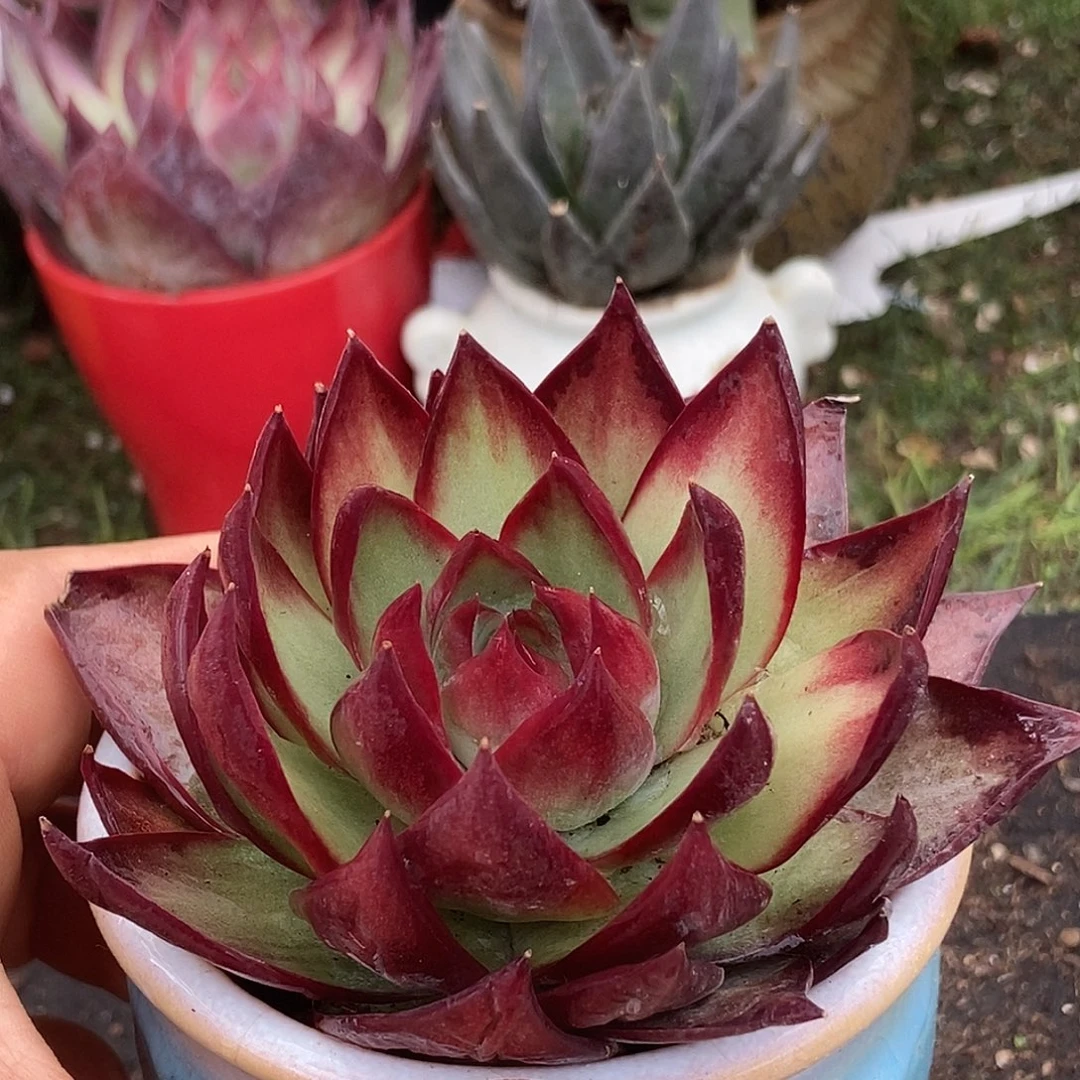 惊鸿一物一拍包装收缩