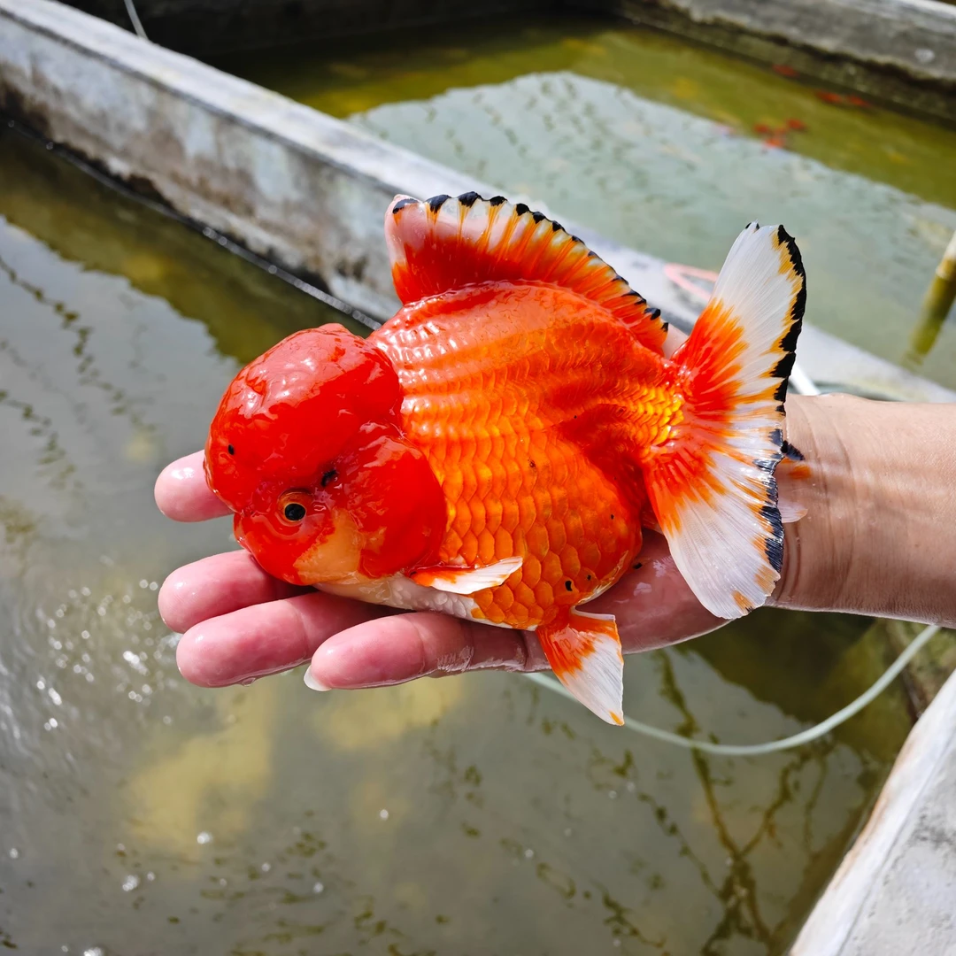 泰狮金鱼4尾商品鱼苗3cm左右     没开箱视频不售后   臀鳍不论