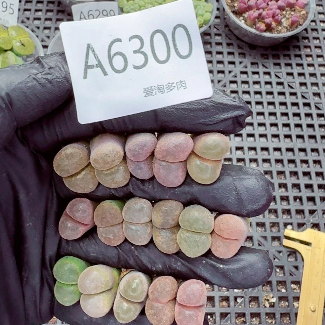 6300—生石花 生石花