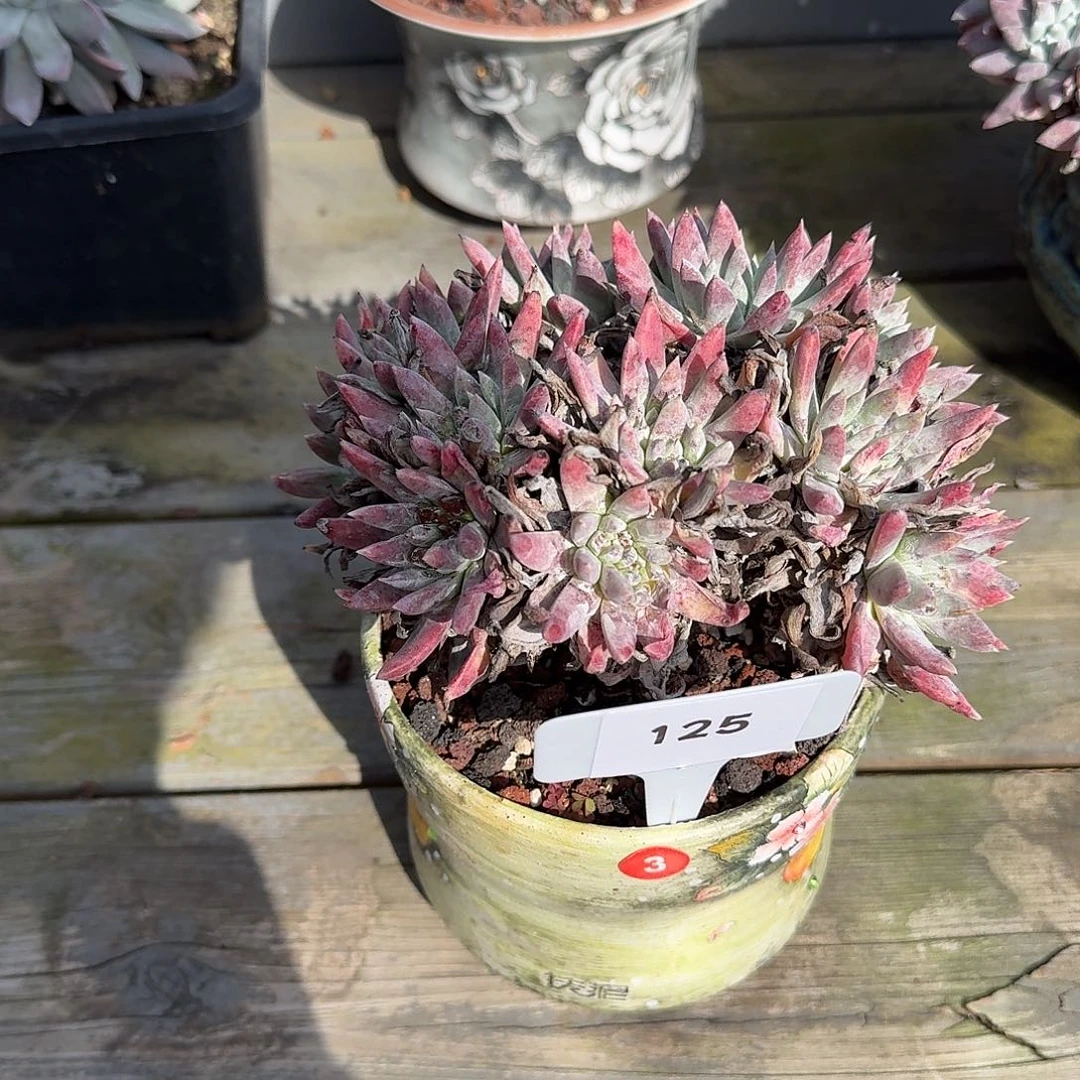 奕***星多肉植物仙女杯1216125