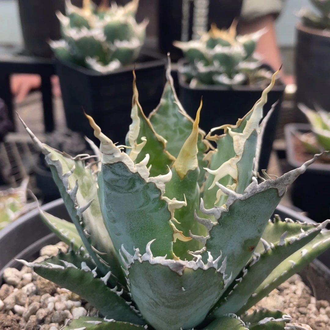 严龙杂妖炎带排刺888888888