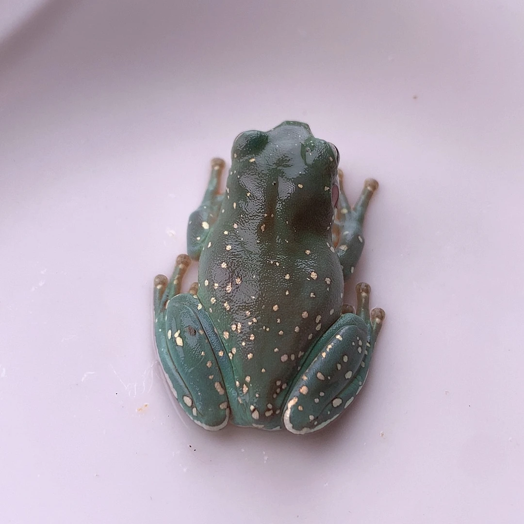 老爷树蛙6号经典湖蓝可爱甲虫