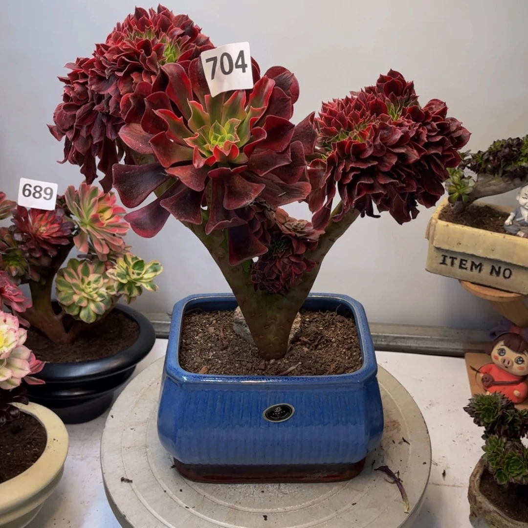 多肉植物美杜莎缀704