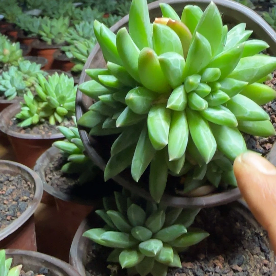 新品美人系多肉植物19.9