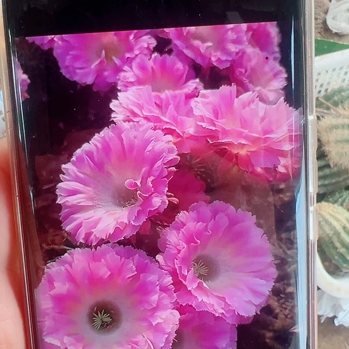 彩草云端侧芽拍一发二