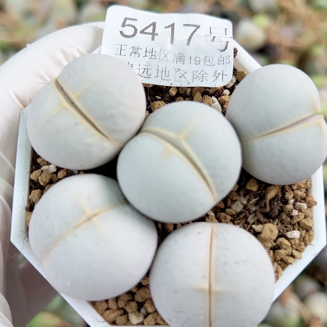 5417 好养易活生石花大母本