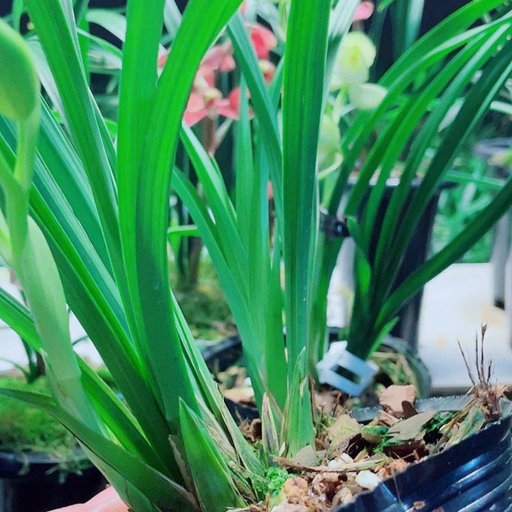 南***水完全开放一物一漂亮