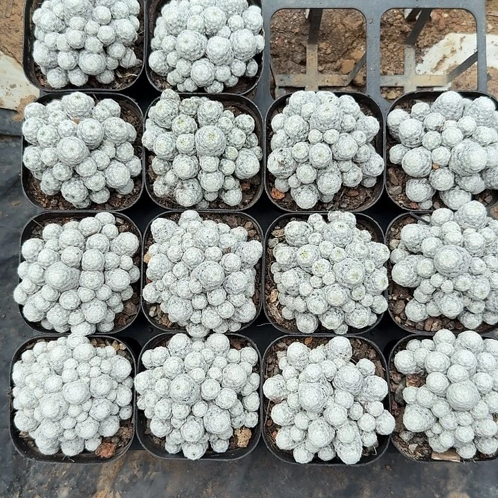 姬春心随机一颗。