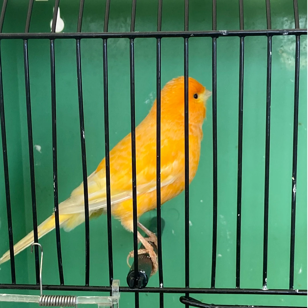 鹦鹉芙蓉精品专拍一物一拍（直播链接）