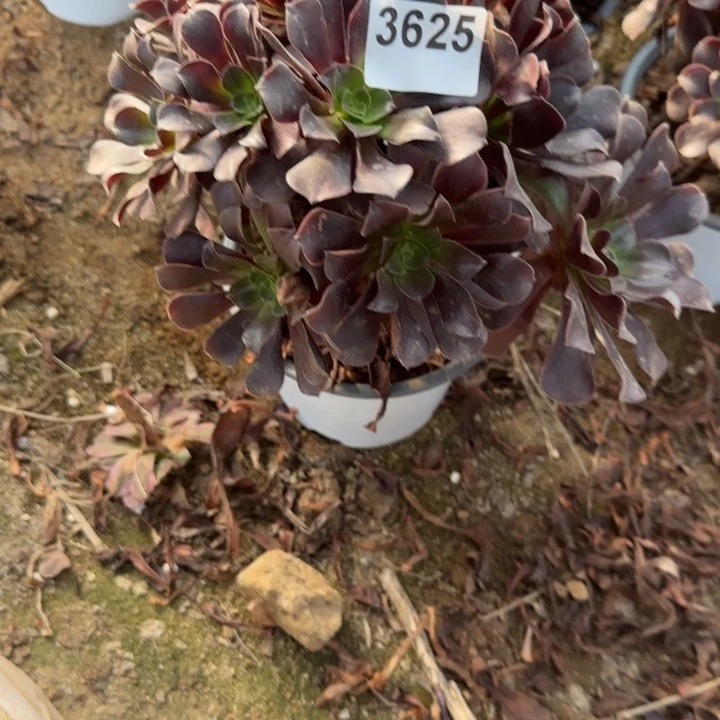 3625 清棚处理不包断枝