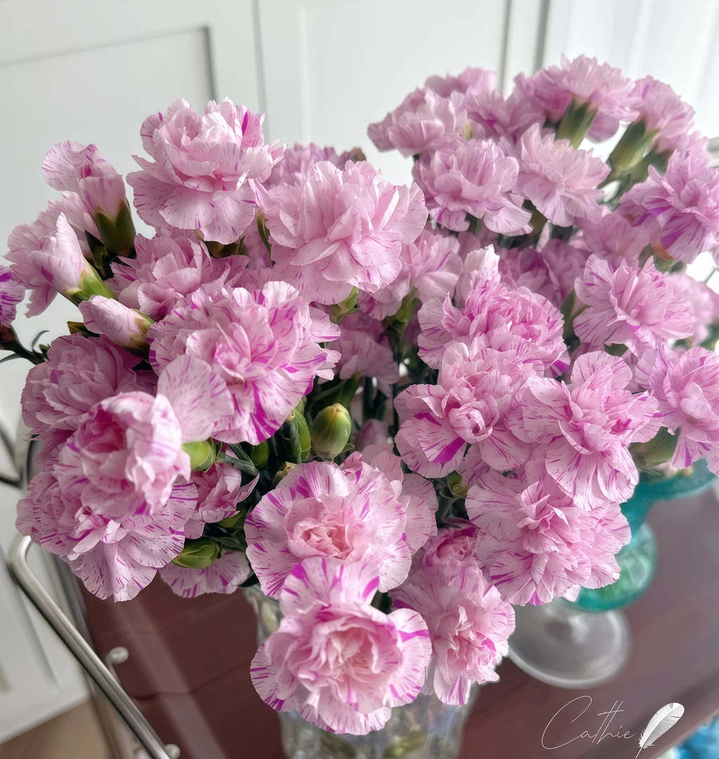 【棒棒糖多头康乃馨AK】紫色多头康乃馨20枝|任意两单包邮