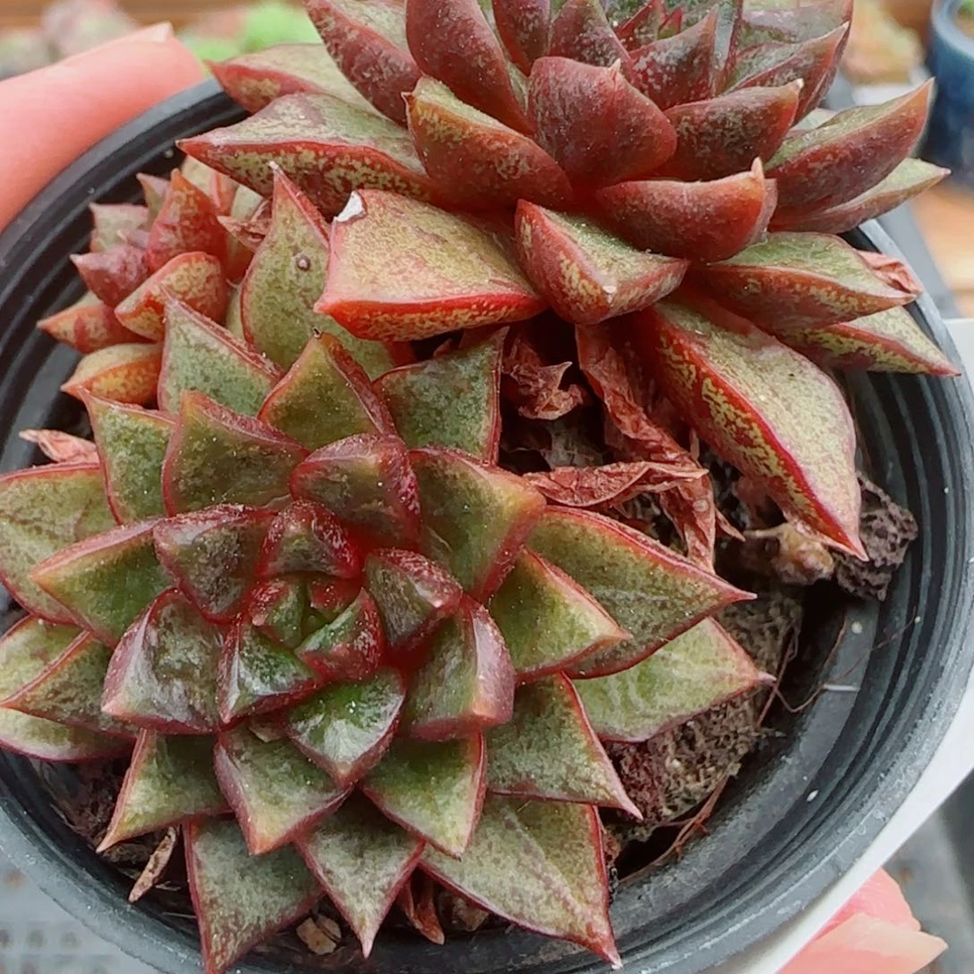 花语逸镜0927-97朱雀