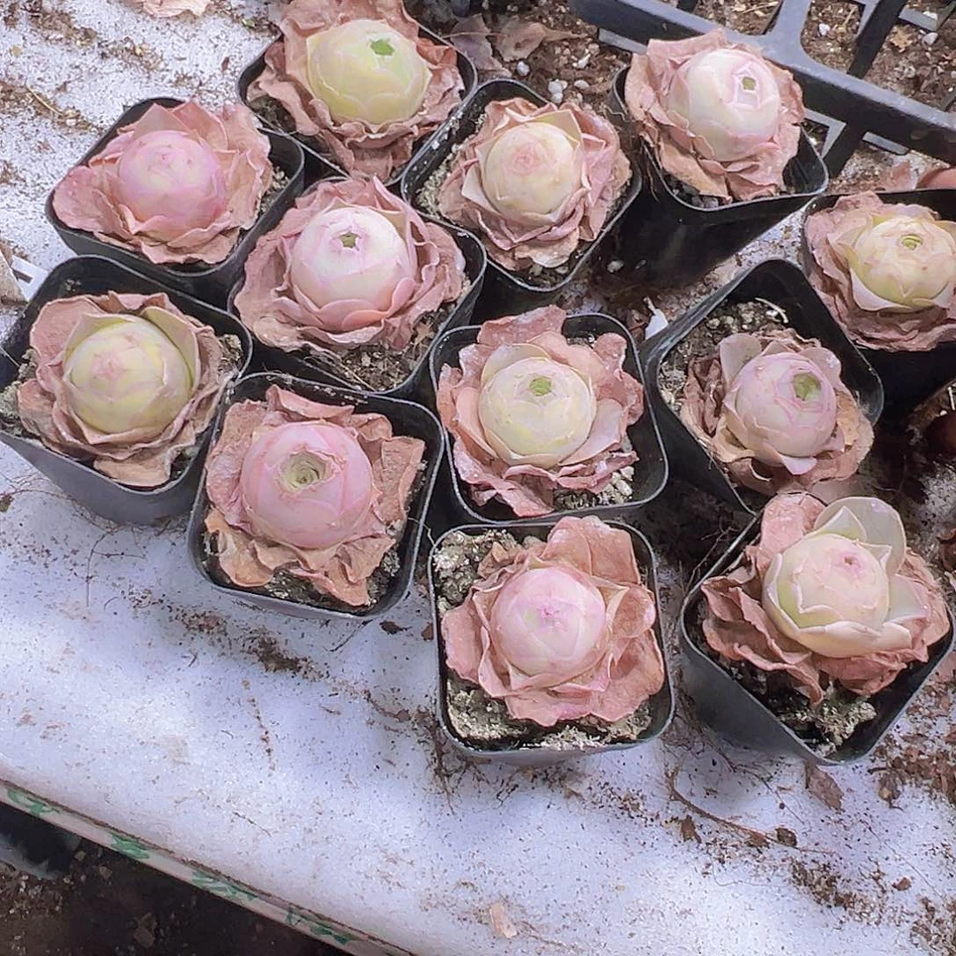 圆球粉帕7盆带盆带土