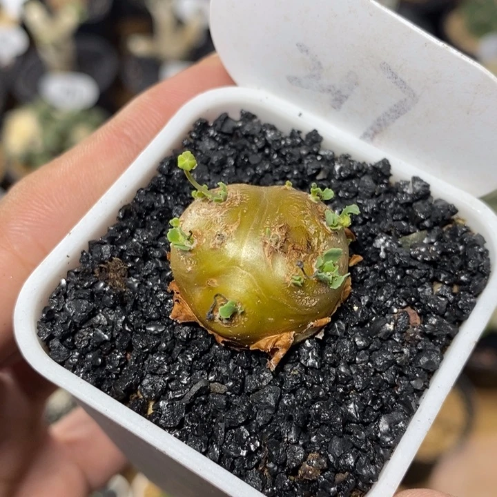 实生格加厚敦菊217号2.5cm