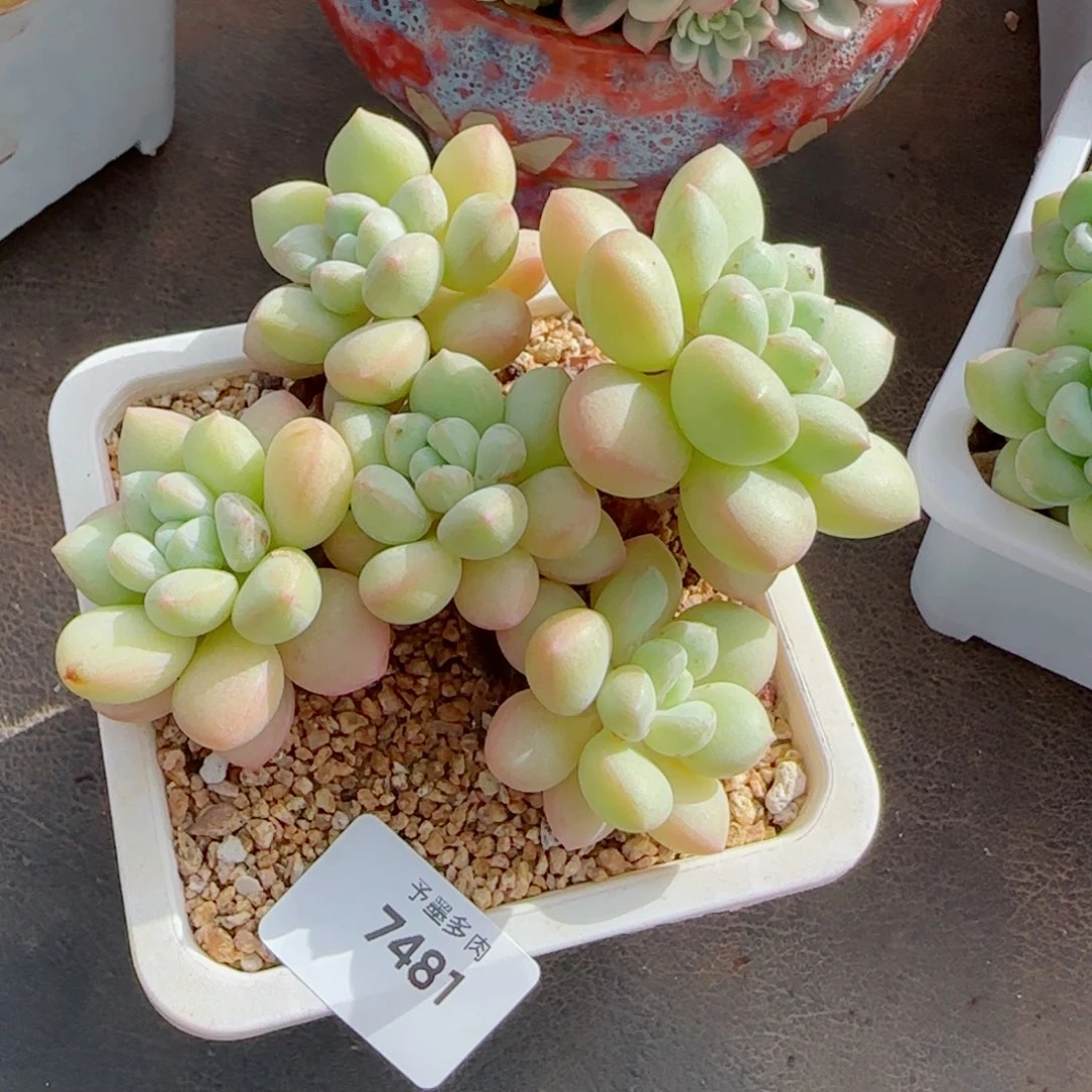 泡泡糖无砍，7481多肉植物