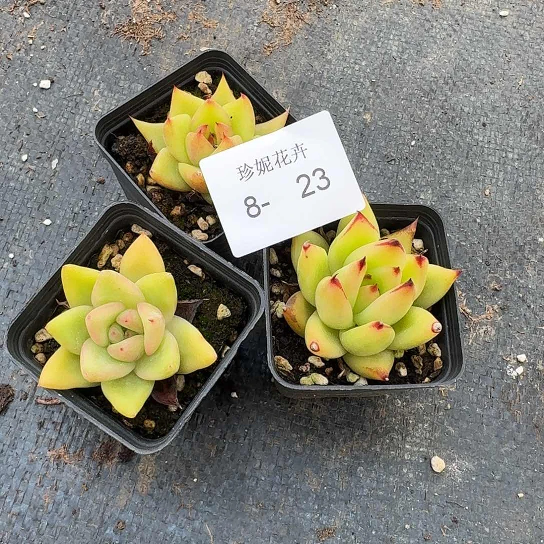 kk东云杂交连量拍三颗8-23