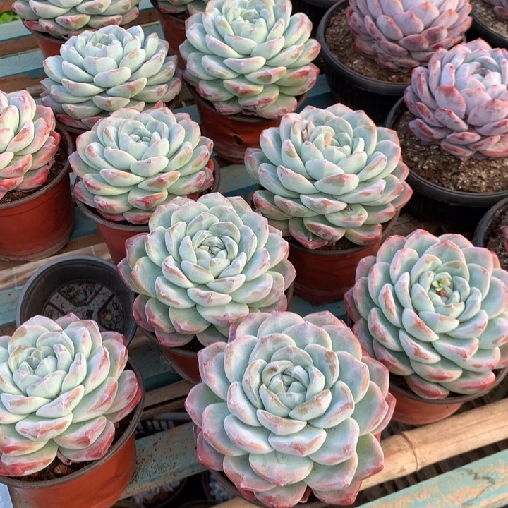 超大母本单头冰玉两单包邮