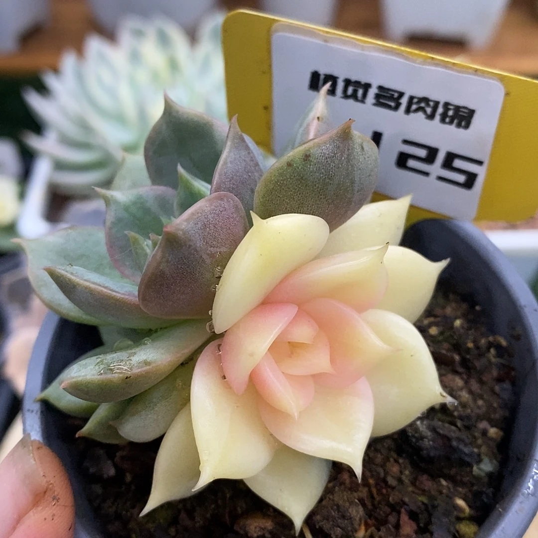 125贝加尔湖哈哈哈哈哈