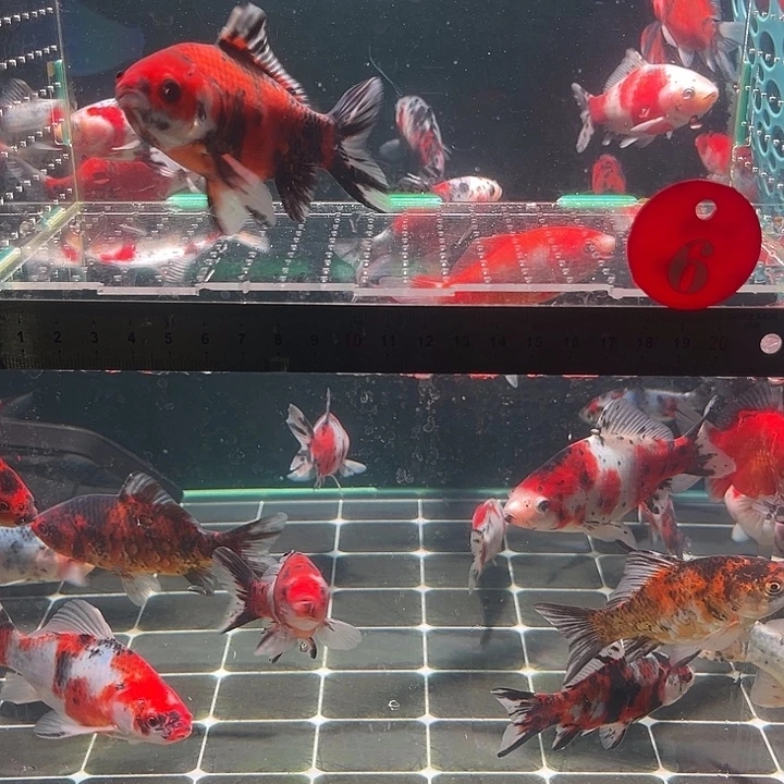 金鱼包邮12345678