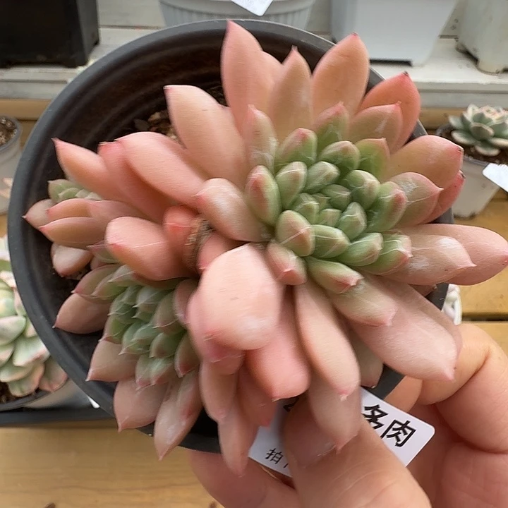 三头百搭翡翠1111118-84
