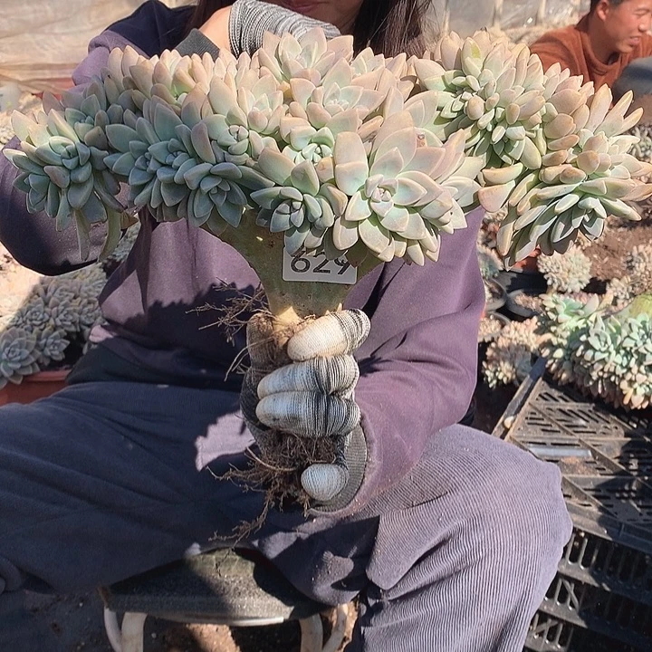 629 淡雪缀 一物一拍