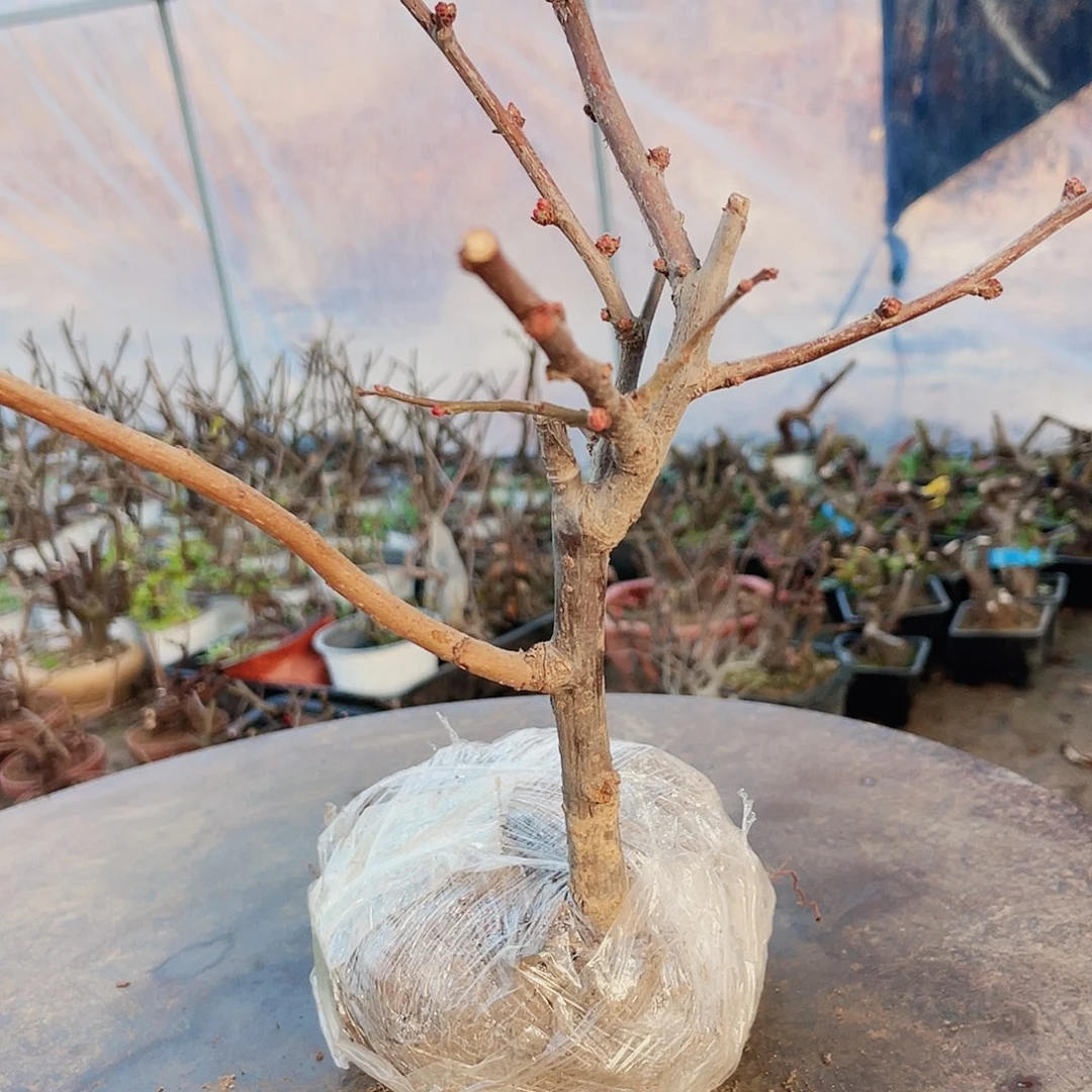 海棠海棠1515151515