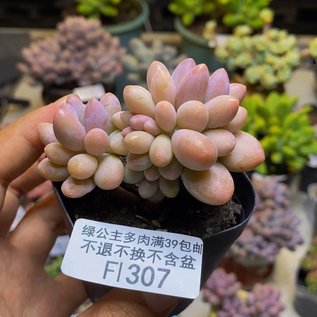 307丸叶汤圆多肉7cm