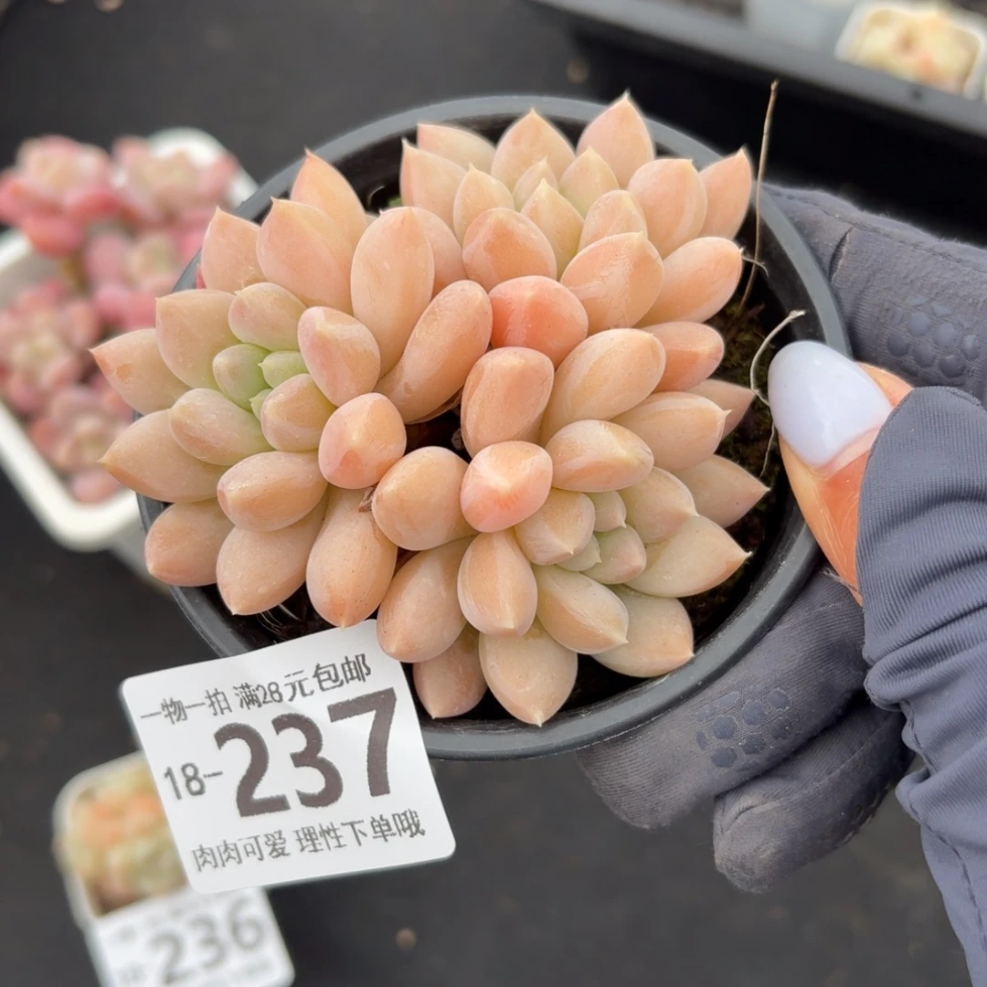 星空美人无盆土发货