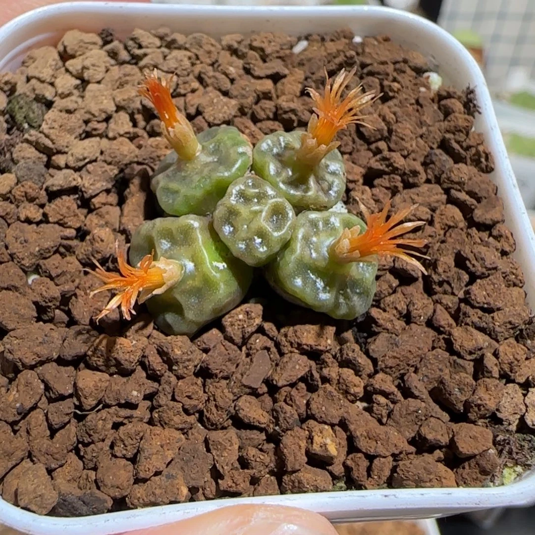 肉锥多肉植物组合-方烧144