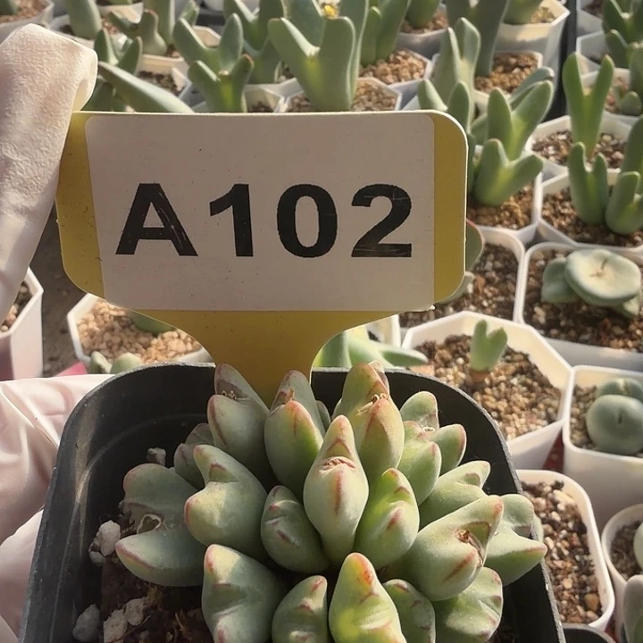 2002哈哈给哥哥哥哥