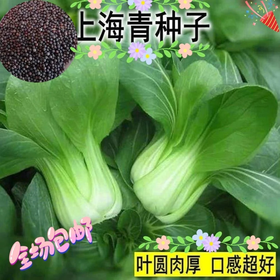 *上海青种子蔬菜种籽青菜小白菜四季种孑易种盆栽春夏小青菜菜种