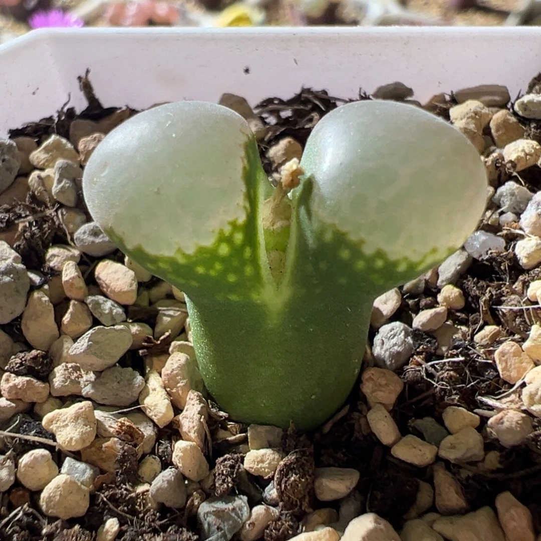 绿体透窗 大鼓窗小蛮腰 06