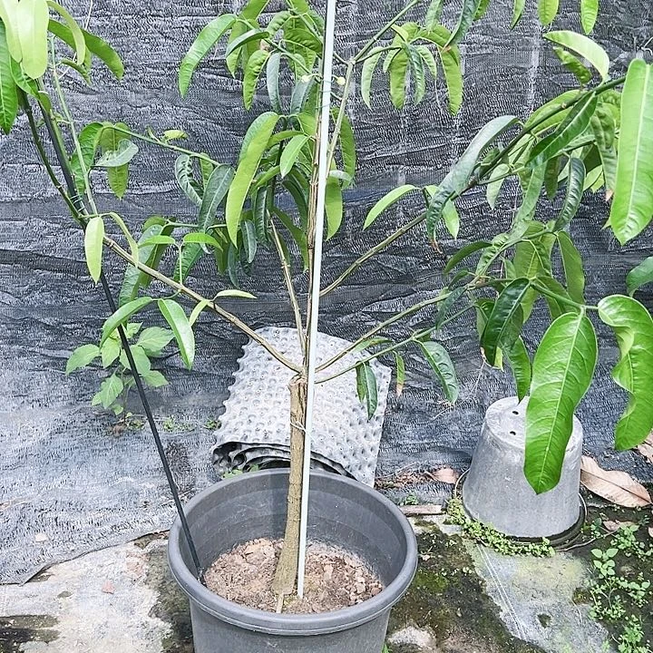 钦蜜9号哉15789990