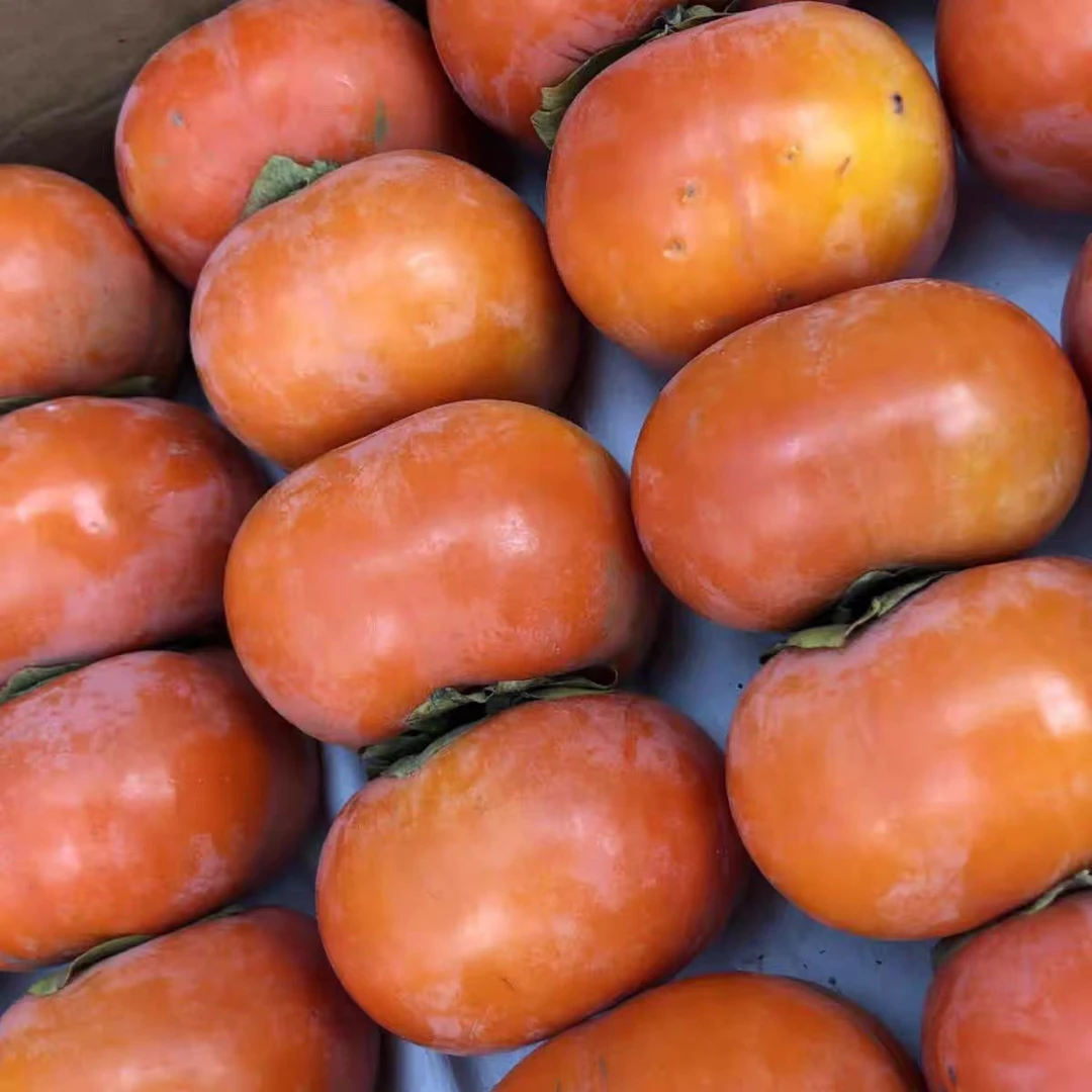 【柿子】湖南湘西农家柿子爆汁软柿子当季新鲜水果