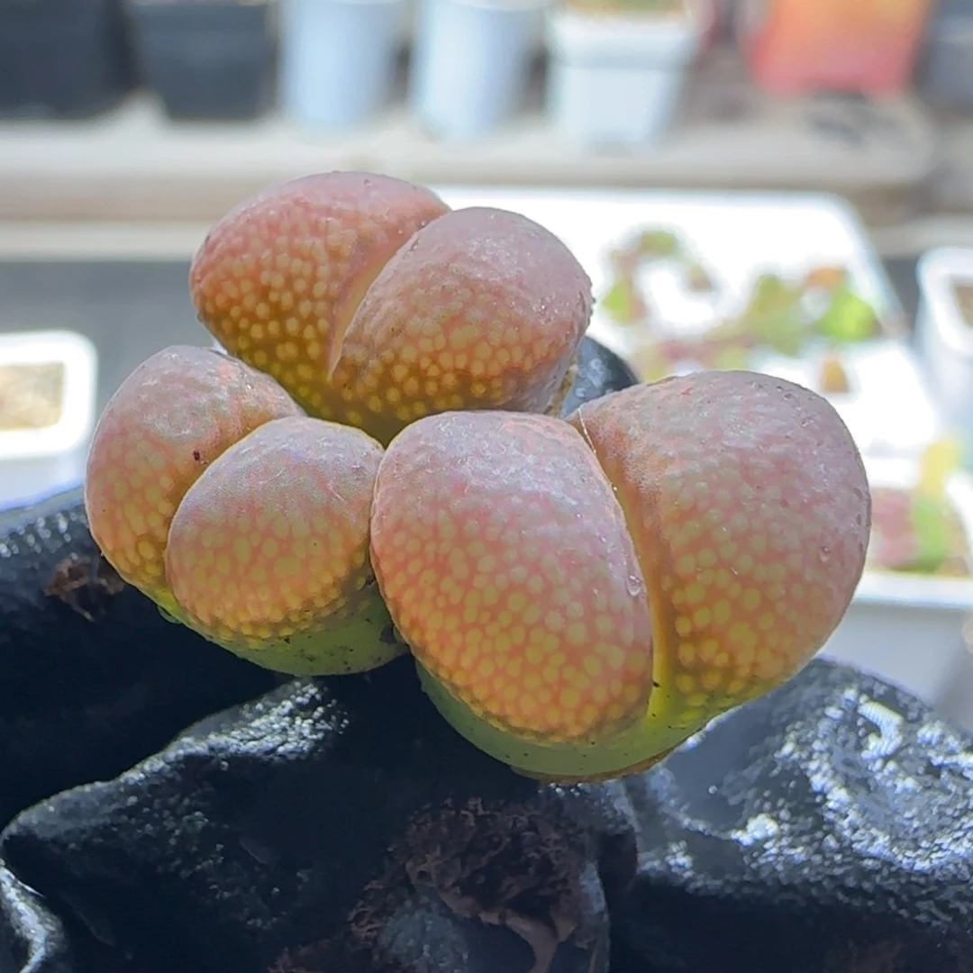多肉植物红风铃81号（满38元包邮）