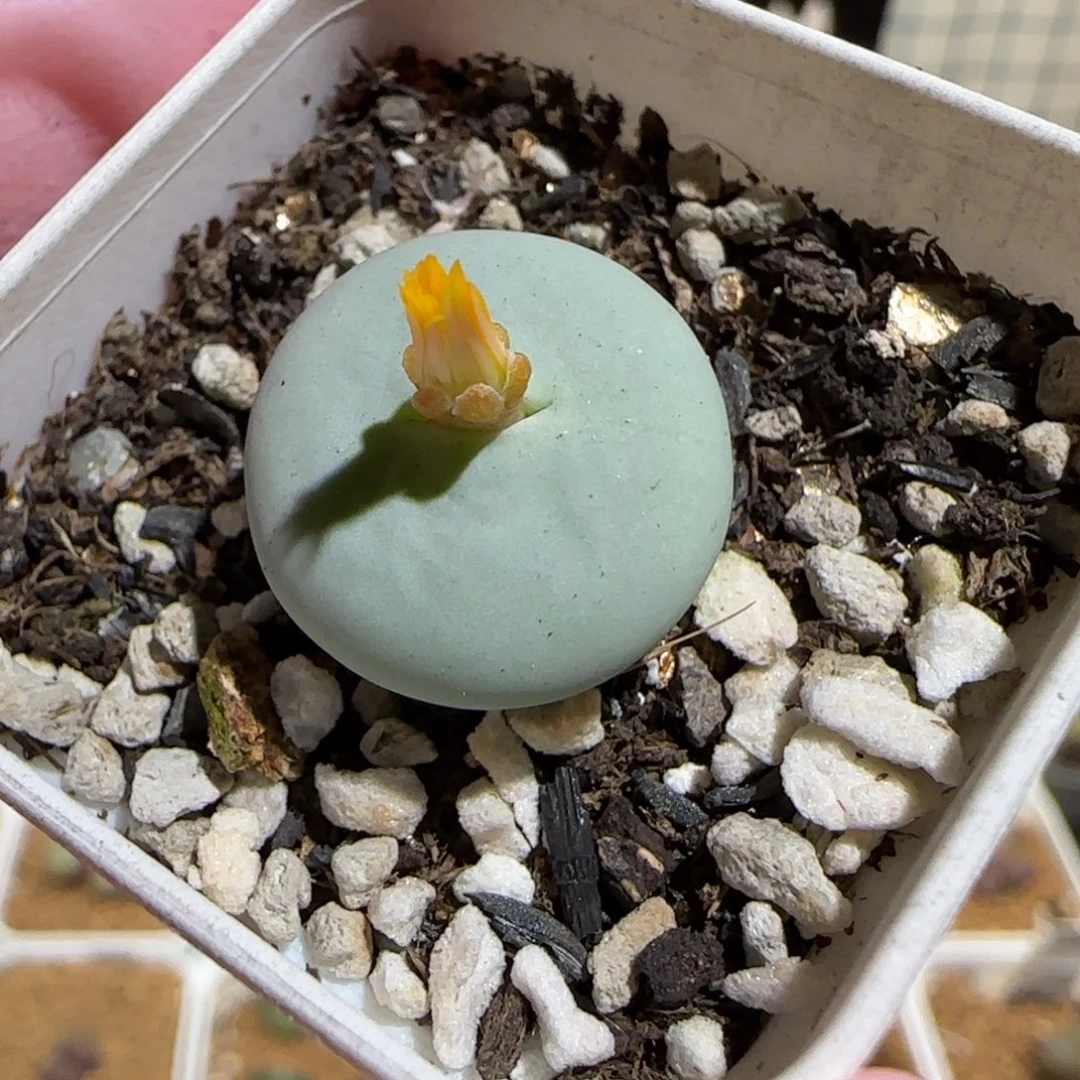 肉锥多肉植物组合-杂交881