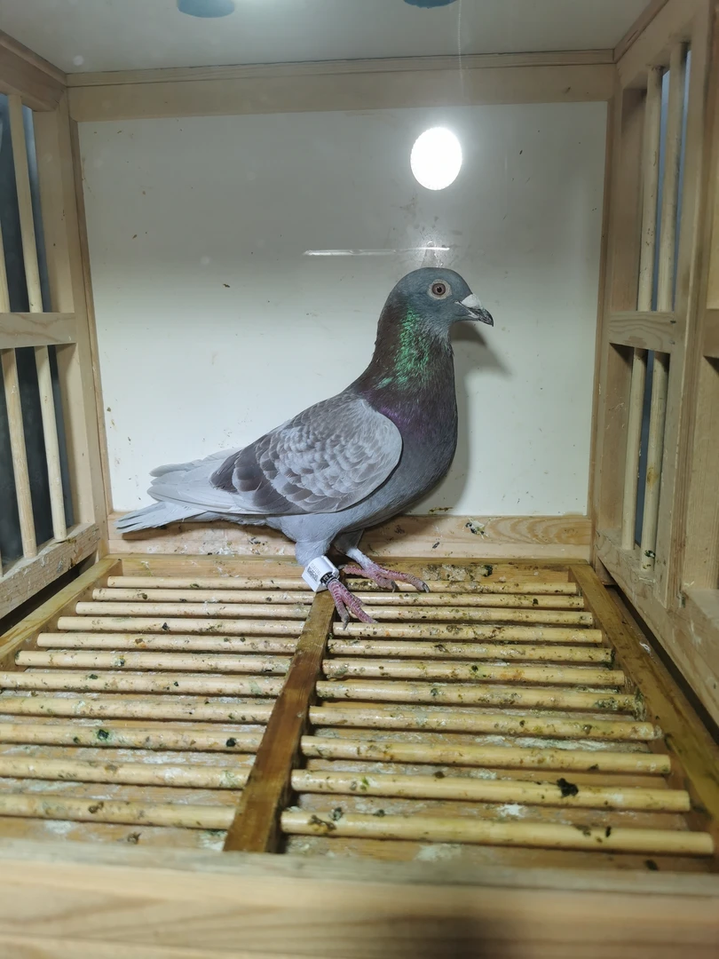 贵州散养鸽子，种鸽，成绩鸽