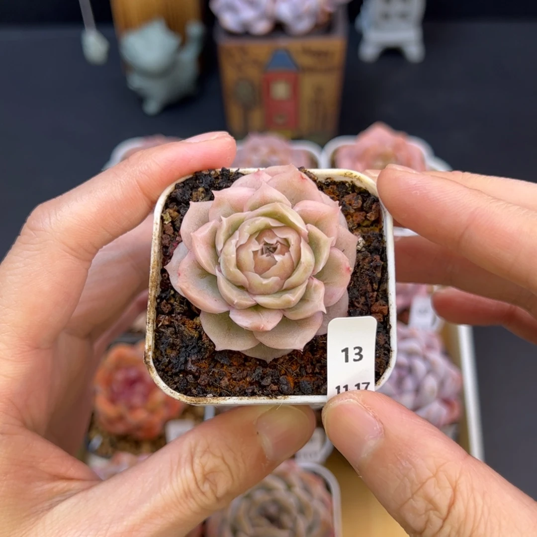 水晶虾饺13、哈哈哈哈