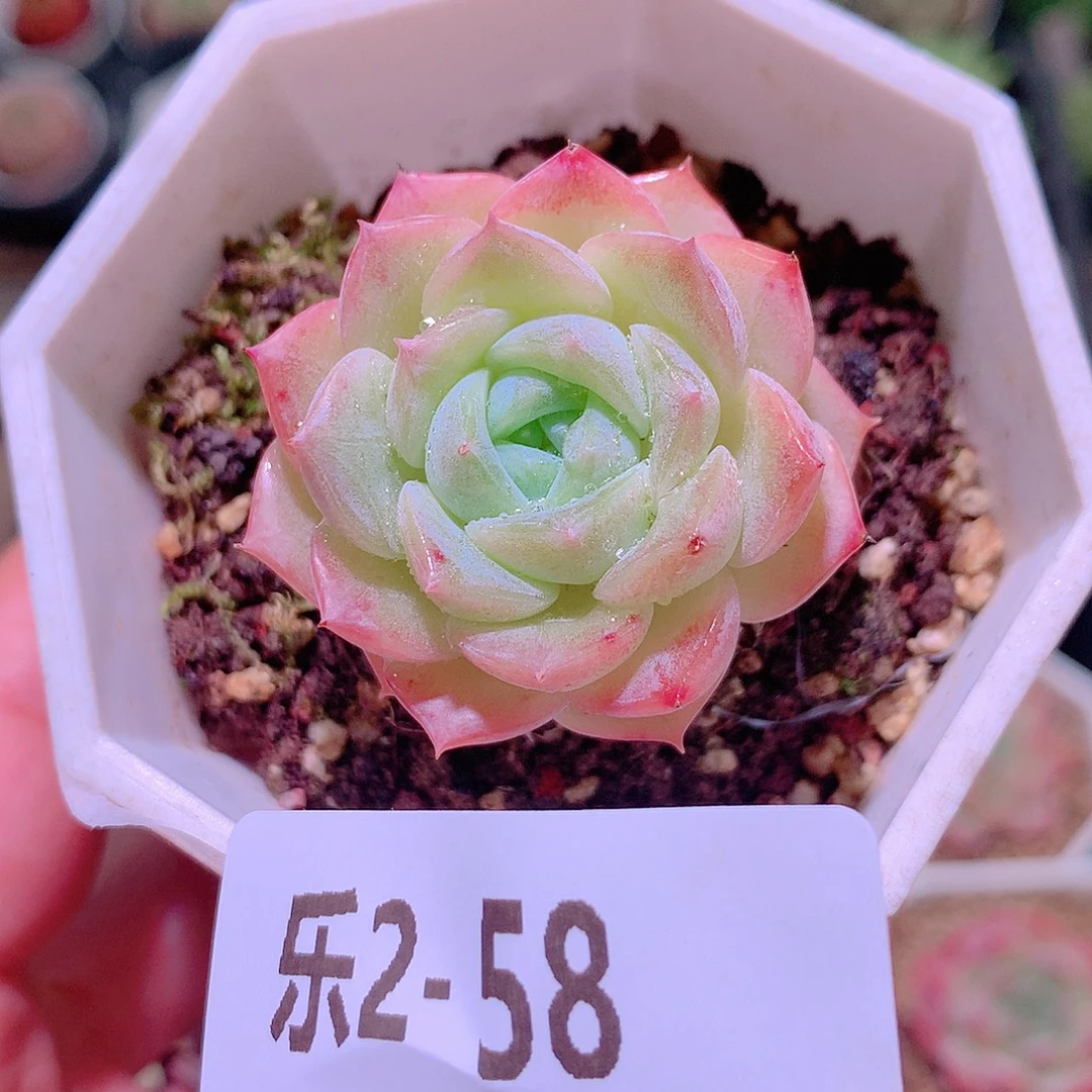 乐然2-58 纯爱单头