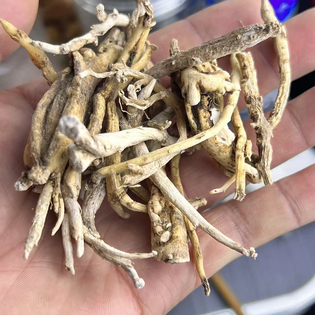 云南深山好物--倒提壶参