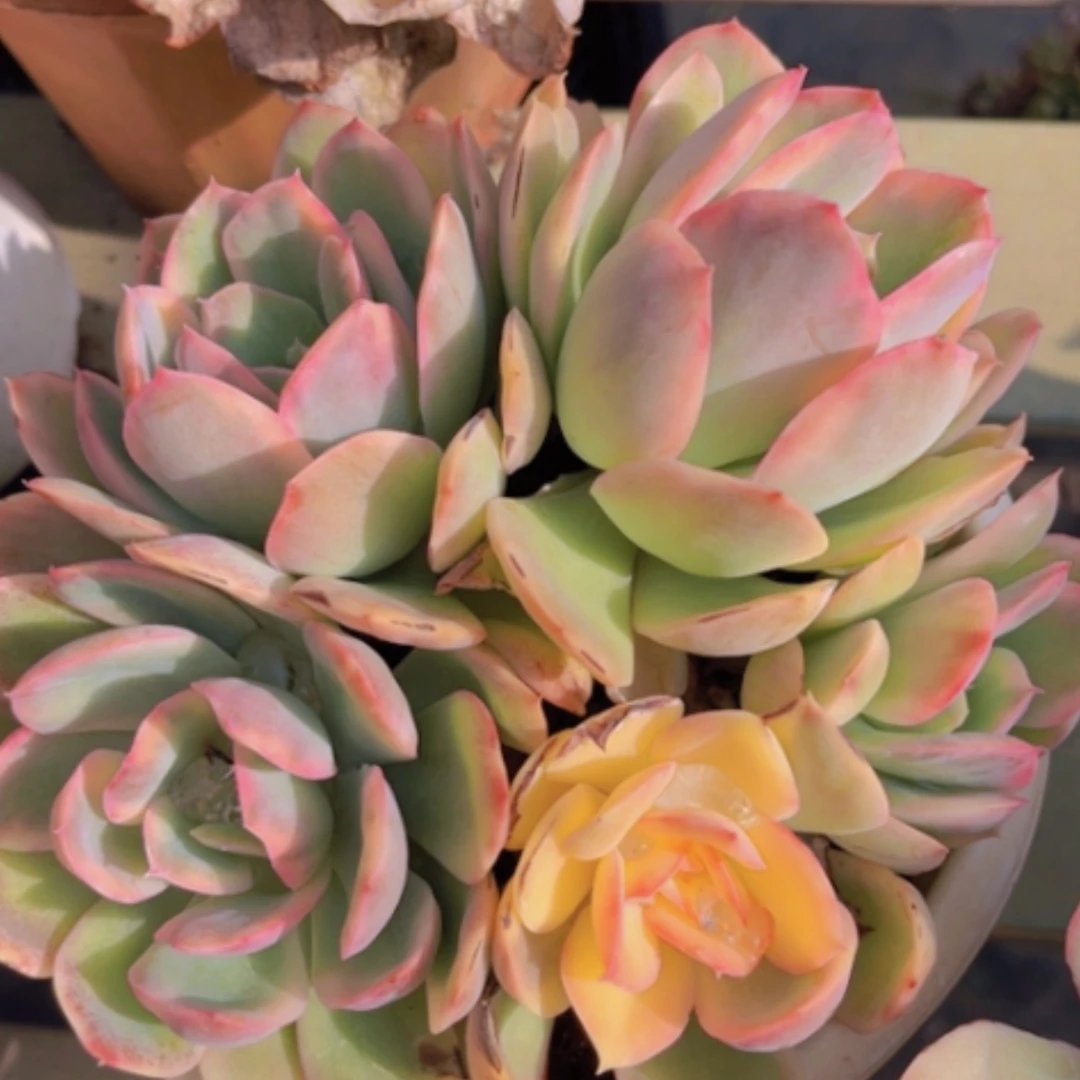 【闪购商品】绮罗锦02198