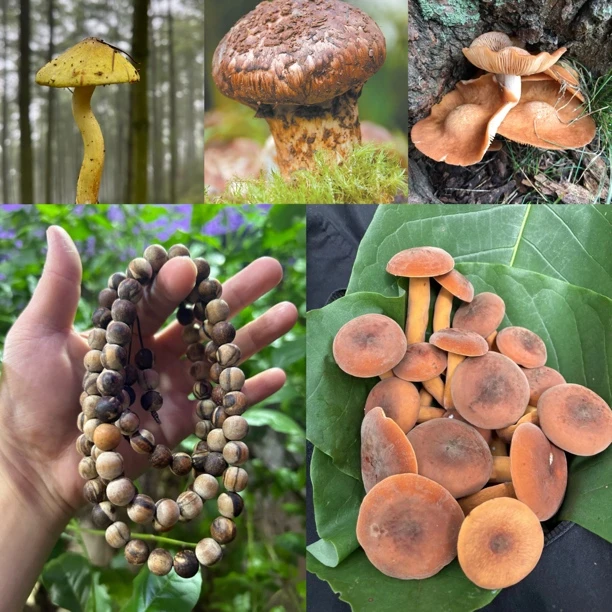 【土特产菇544】净含量60g