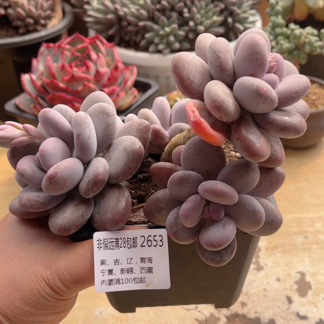 【闪购商品】2653秋美人