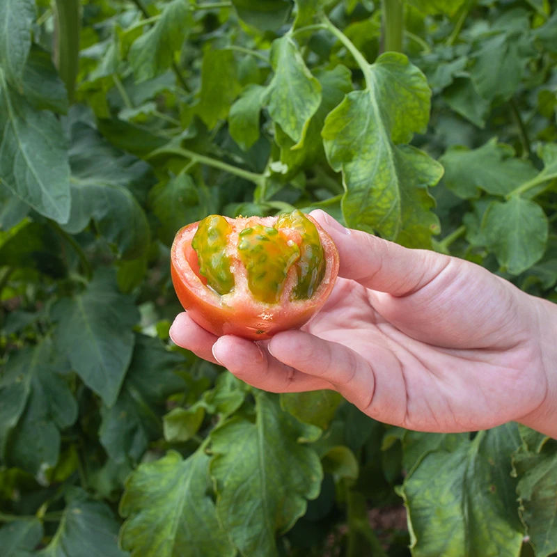 苏北本地新鲜农家番茄老沙番茄老品种露天番茄自家种植