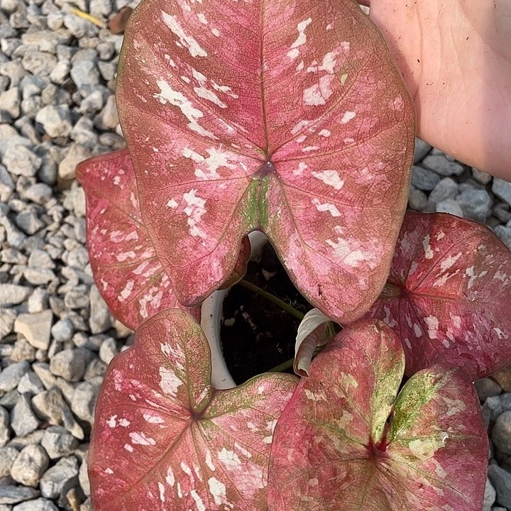 无花朵泰彩养定发货