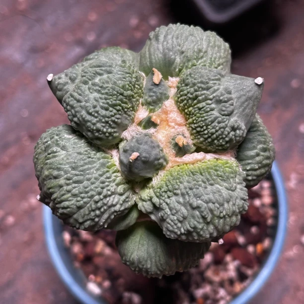 园艺仙人球/牡丹/怒涛/b305