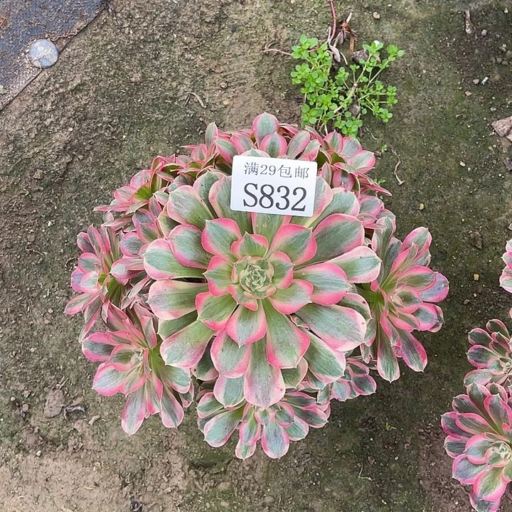 832粉女郎多肉植物