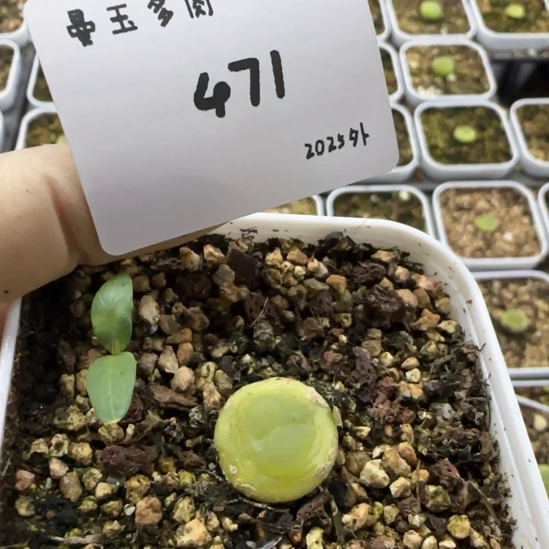 z****5多肉多肉多肉2025-471zoe